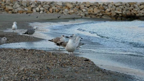 Flock of seagulls standing on the beach 動画素材 141811684