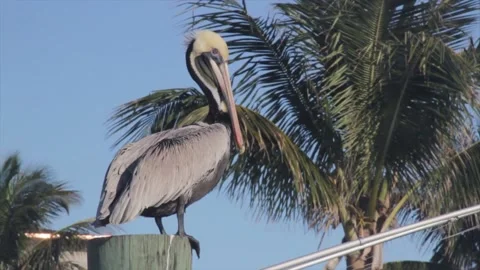 A flock of seagulls standing next to a bird Stock Footage 155356718