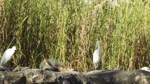 A flock of seagulls standing next to a body of water Stock Footage 155398823
