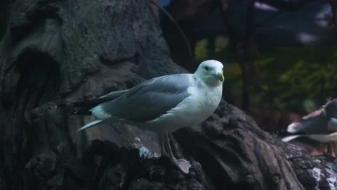 A flock of seagulls standing on the reef Stock Footage 235459050