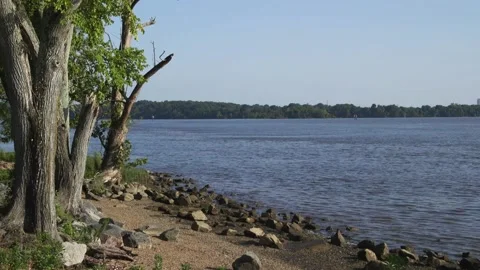 A flock of seagulls standing on a rock next to a body of water Stock Footage 156012507