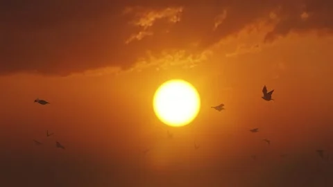 A flock of seagulls at sunset Stock Footage 288278508