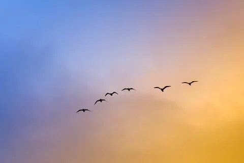 Flock of seagulls at sunset Stock Photos