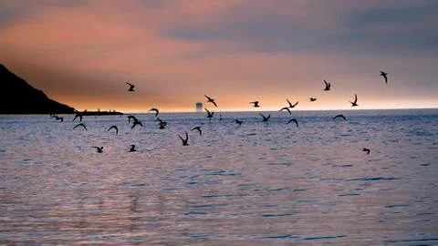 Flock of seagulls at sunset 写真素材