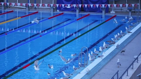 Flock of seagulls swimming and playing in an olympic pool Stock Footage 339048552
