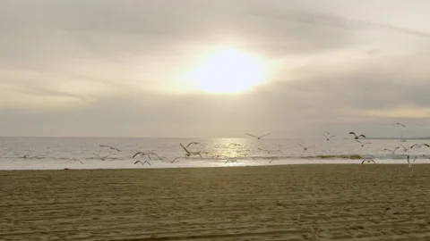 A flock of seagulls takes flight at beach sunset, man with guitar runs in Stock Footage 134063963