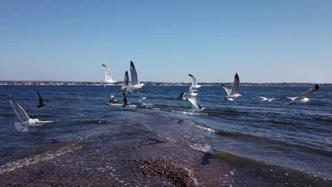 Flock of Seagulls Taking Off Above the Ocean Stock Footage 275192251