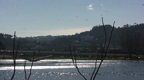 Flock of seagulls taking off in a city river II Stock Footage 1055101