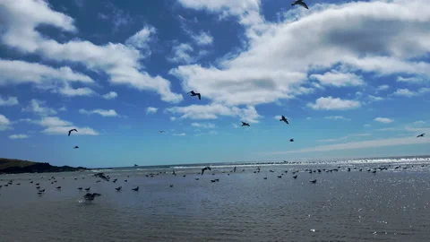 Flock of seagulls taking flight from the beach in a wonderful seascape Stock-Footage 241103931