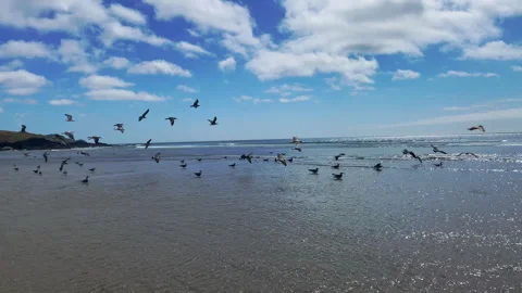Flock of seagulls taking flight from the beach in a wonderful seascape Stock-Footage 241103963