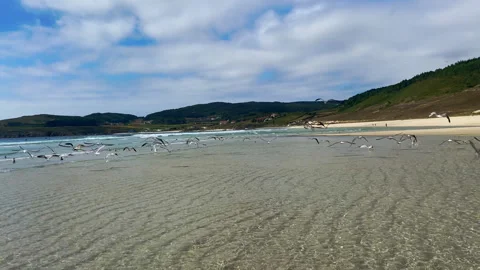 Flock of seagulls taking flight from the beach in a wonderful seascape Stock-Footage 241104046