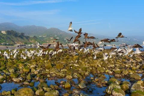 Flock of Seagulls Taking Flight From Mossy Rocky Shoreline in Malibu Stock Photos