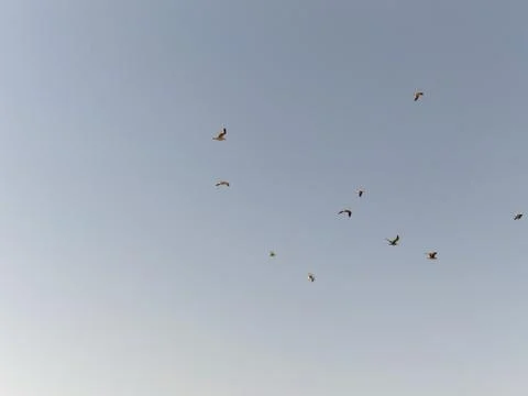 Flock of seagulls taking off the flight Stock Photos