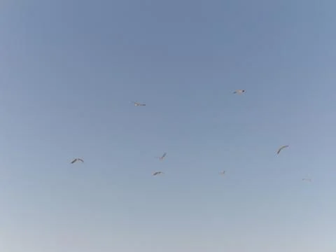 Flock of seagulls taking off the flight Stock Photos