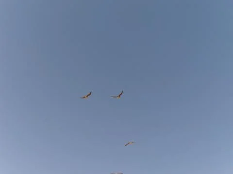 Flock of seagulls taking off the flight Foto stock