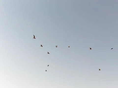 Flock of seagulls taking off the flight Stock Photos