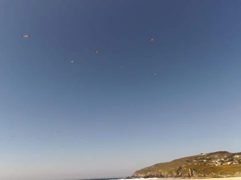 Flock of seagulls taking off the flight Stock Photos