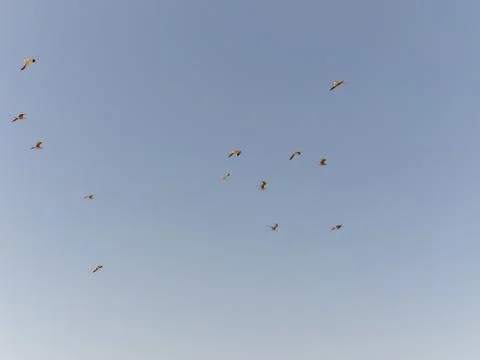 Flock of seagulls taking off the flight Foto stock