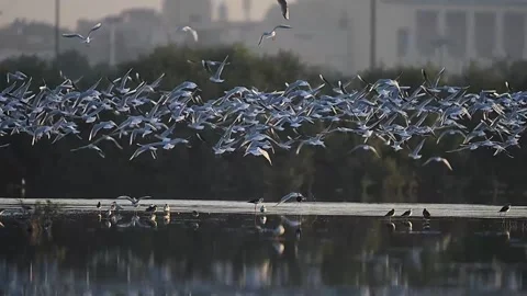 A Flock of Seagulls taking off Stock Footage 297925316