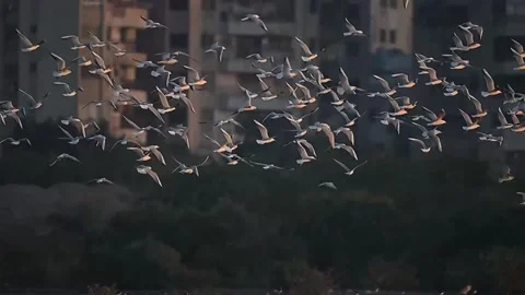 A Flock of Seagulls taking off Stock Footage 297944281