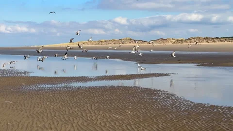 Flock of seagulls taking off water puddle on the beach 動画素材 276182009