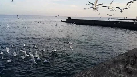 A flock of seagulls vigorously flies over the sea and quarrels noisily. Stock Footage 145269475