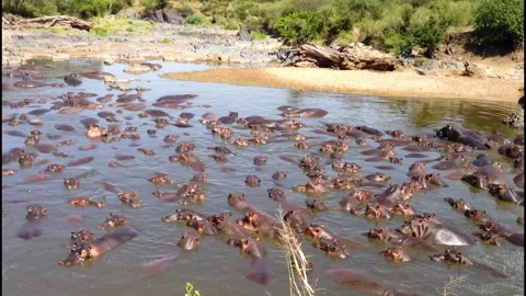 A flock of seagulls walking along a river next to a body of water Stock Footage 155394819