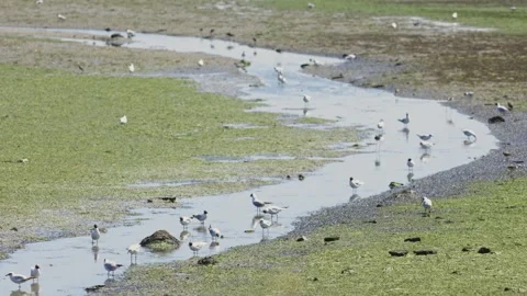 Flock of seagulls walking in a shallow winding river Stock Footage 317616429