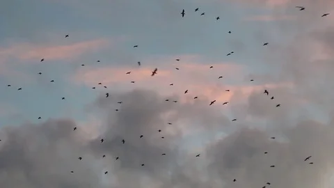 Flock of Seaguls At Sunset Video stock 79991002