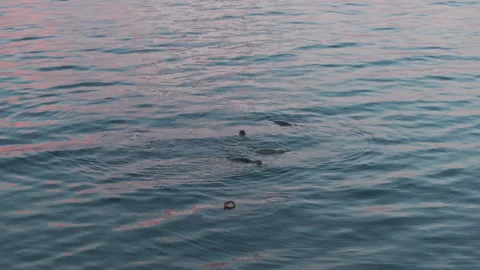A flock of seals floating in the ocean Stock Footage 266916168