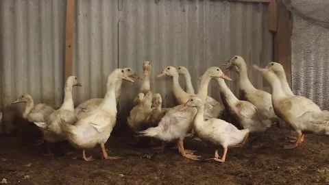 A flock of Serati ducks in a cage Stock Footage 279826958