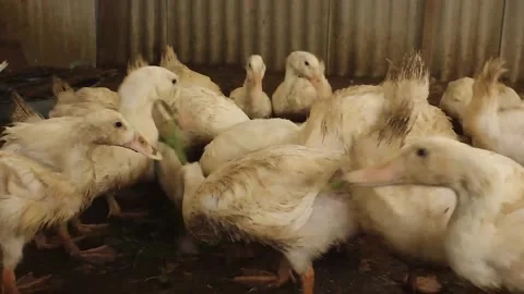 A flock of Serati ducks in a cage Stock Footage 279826959