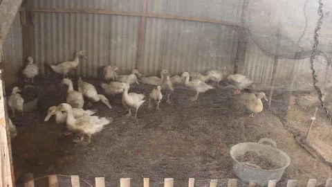 A flock of Serati ducks in a cage Stock Footage 279827189