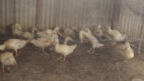 A flock of Serati ducks in a cage Stock Footage 279827191