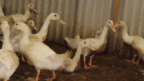A flock of Serati ducks in a cage Stock Footage 279827425