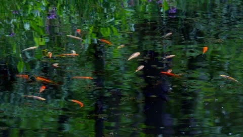 A flock of shallow decorative fish Stock Footage 89959429