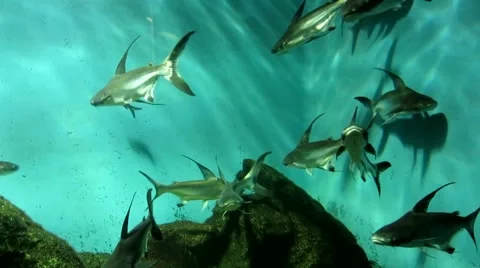 A flock of shark soms Stock Footage 41727814
