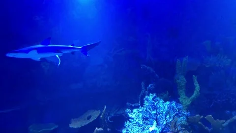 A flock of sharks swims in the ocean. A group of sharks underwater. Shark swims 스톡 동영상 199096350
