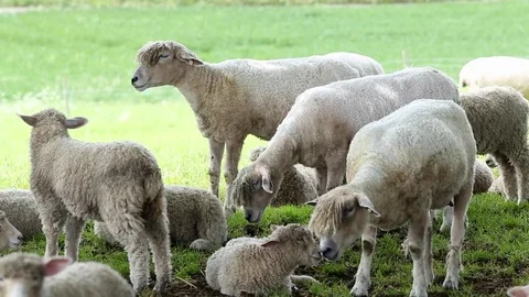 Flock of Sheared Sheep with Lamb Grazing on Green Grass Stock Footage