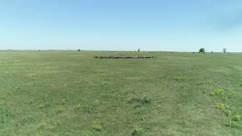 Flock of sheep 1 Stock Footage 106595282