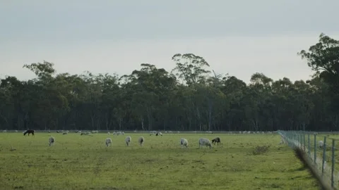 Flock of Sheep - 1 Vídeo Stock 270675021