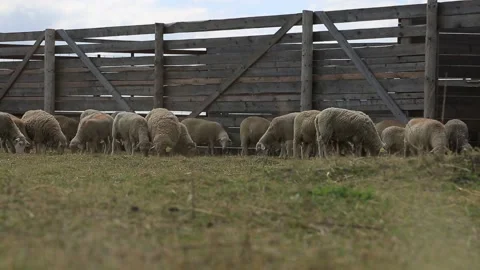 A FLOCK OF SHEEP 2 Stock Footage 158124446