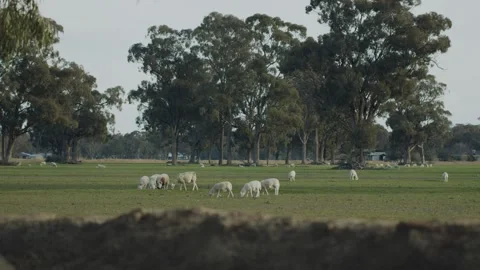 Flock of Sheep - 2 Vídeo Stock 270675127