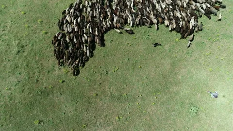Flock of sheep 3 Stock Footage 106595550