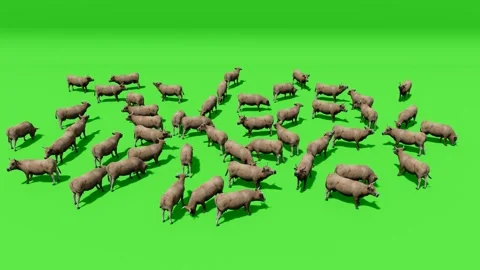 Flock of Sheep 3D Render on Chroma Green Background Stock Footage 312972943