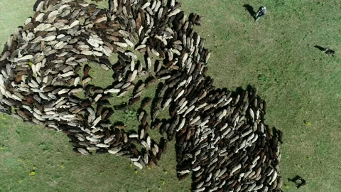 Flock of sheep 4 Stock Footage 106595661