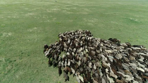 Flock of sheep 5 Stock Footage