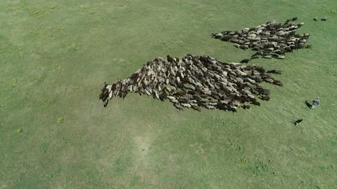 Flock of sheep 6 Stock Footage 106596058