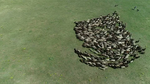 Flock of sheep 7 Stock Footage 106596300