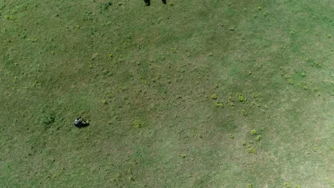 Flock of sheep 8 Stock Footage 106596357